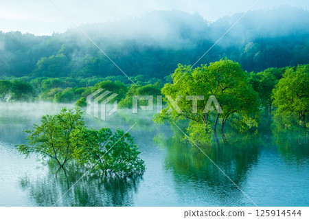 白川湖被淹沒的森林 125914544