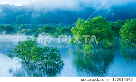 Submerged forest of Shirakawa lake 125914546