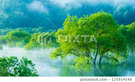 白川湖被淹沒的森林 125914549