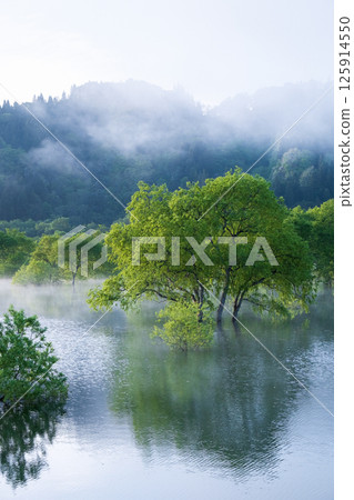 Submerged forest of Shirakawa lake 125914550