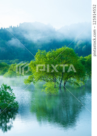 Submerged forest of Shirakawa lake 125914552