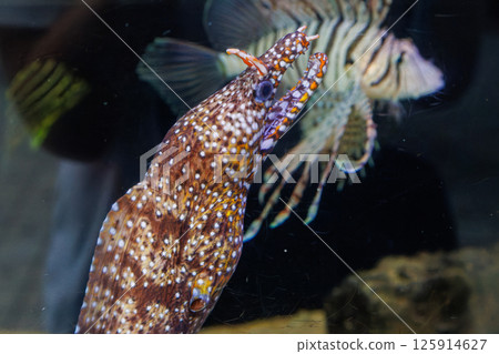 An aquarium in the concourse of Shimoda Station. It contains moray eels, boxfish, lionfish, and other fish. Izukyu-Shimoda Station, Shimoda City, Shizuoka 125914627