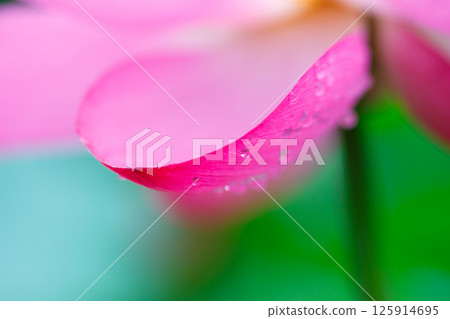 蓮花粉紅色花瓣上的水滴 125914695