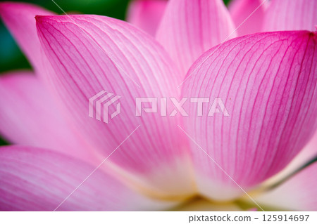 蓮花特寫 蓮花特寫 125914697