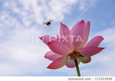 蜜蜂在藍天蓮花上飛翔 125914699