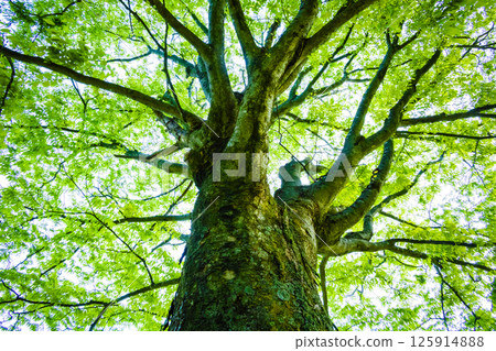 新鮮的綠色櫸樹 125914888
