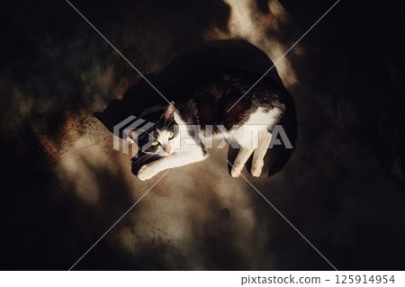 A black and white cat laying on a sunlit and dark surface 125914954