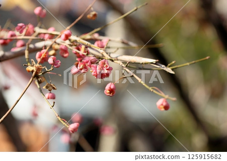 Mayumi fruit Mayumi fruit 125915682