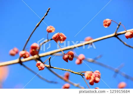 Mayumi fruit Mayumi fruit 125915684