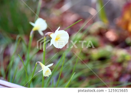 Primitive seeds flowers Primitive seeds flowers 125915685