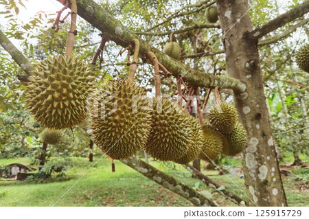 Close up of durians hanging  125915729