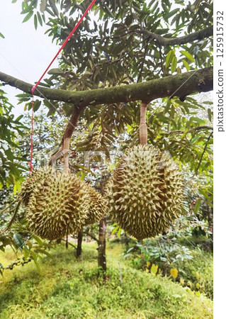 Close up of durians hanging  125915732