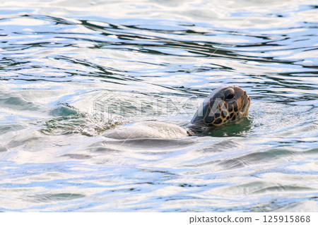 A green sea turtle taking a breather in Nakagi Port. Hirizohama Nakagi Minamiizu Town Izu Peninsula Shizuoka Prefecture 2024 125915868
