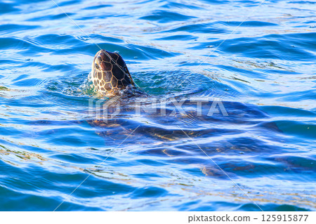 A green sea turtle taking a breather in Nakagi Port. Hirizohama Nakagi Minamiizu Town Izu Peninsula Shizuoka Prefecture 2024 125915877
