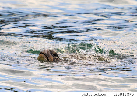 A green sea turtle taking a breather in Nakagi Port. Hirizohama Nakagi Minamiizu Town Izu Peninsula Shizuoka Prefecture 2024 125915879