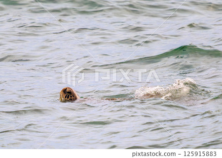 A green sea turtle taking a breather in Nakagi Port. Hirizohama Nakagi Minamiizu Town Izu Peninsula Shizuoka Prefecture 2024 125915883