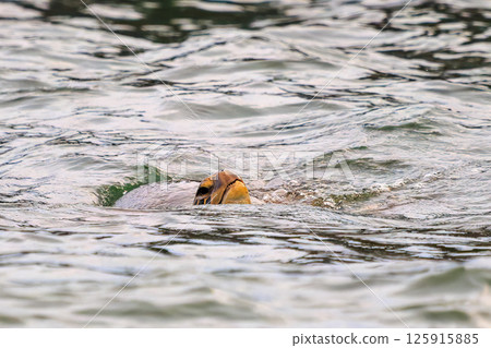A green sea turtle taking a breather in Nakagi Port. Hirizohama Nakagi Minamiizu Town Izu Peninsula Shizuoka Prefecture 2024 125915885