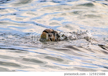 一隻綠海龜在中木港休息。 Hirizohama Nakagi 南伊豆鎮 伊豆半島 靜岡縣 2024 一隻綠海龜在中木港休息。 Hirizohama Nakagi 南伊豆鎮 伊豆半島 靜岡縣 2024 125915886