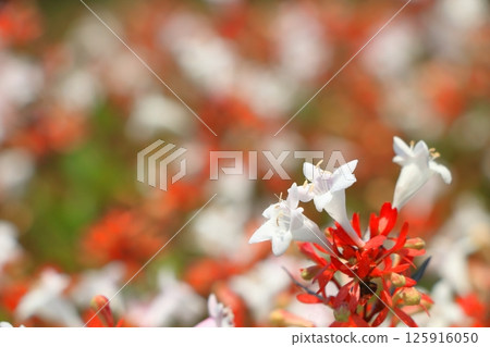 Linaria flower in full bloom 125916050