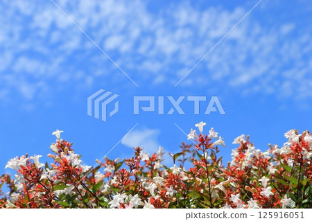Abelia flowers blooming in the blue sky Abelia flowers blooming in the blue sky 125916051