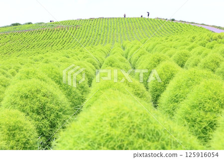 八月的科奇亞山 八月的科奇亞山 125916054