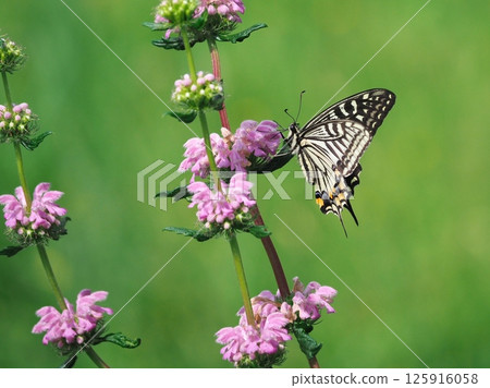 這是一隻正在從糙蘇中吸取花蜜的燕尾蝶。 這是一隻正在從糙蘇中吸取花蜜的燕尾蝶。 125916058