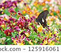 A swallowtail butterfly sucking nectar from a viola 125916061