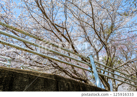 櫻花的風景 125916333