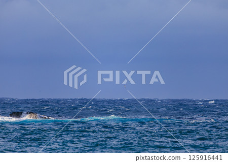 一隻大海鹱在離岸飛行。 Hirizohama Nakagi 南伊豆鎮 伊豆半島 靜岡縣 2024 一隻大海鹱在離岸飛行。 Hirizohama Nakagi 南伊豆鎮 伊豆半島 靜岡縣 2024 125916441