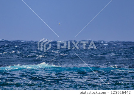 A streaked shearwater flying offshore. Hirizohama Nakagi Minamiizu Town Izu Peninsula Shizuoka Prefecture 2024 125916442