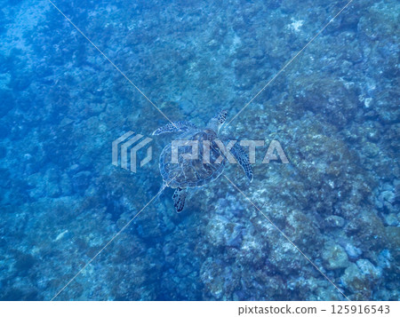 A beautiful and large green sea turtle (Chelonia mydas) swimming leisurely. Nakagi Hirizo Beach, Minamiizu-cho, Kamo-gun, Izu Peninsula, Shizuoka Prefecture 2024 125916543