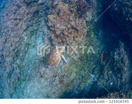 一隻美麗又大的綠海龜(海龜科)悠閒地游泳。靜岡縣伊豆半島加茂郡南伊豆町中木広濱2024 一隻美麗又大的綠海龜(海龜科)悠閒地游泳。靜岡縣伊豆半島加茂郡南伊豆町中木広濱2024 125916545