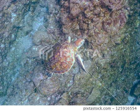 A beautiful and large green sea turtle (Chelonia mydas) swimming leisurely. Nakagi Hirizo Beach, Minamiizu-cho, Kamo-gun, Izu Peninsula, Shizuoka Prefecture 2024 125916554