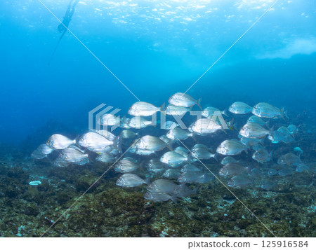 A school of sea bream. Hirizohama Nakagi Minamiizu Town Izu Peninsula Shizuoka Prefecture 2024 125916584