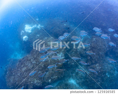 A school of sea bream. Hirizohama Nakagi Minamiizu Town Izu Peninsula Shizuoka Prefecture 2024 125916585
