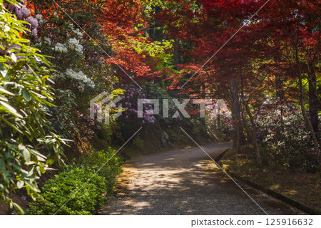 A path through the beautiful green and red colors of Choanji Temple in early summer A path through the beautiful green and red colors of Choanji Temple in early summer 125916632