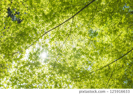 Fresh green maple leaves shining through the sunlight Fresh green maple leaves shining through the sunlight 125916633