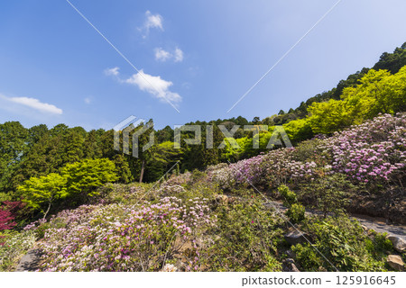 長安寺的杜鵑花盛開的春天景色 125916645
