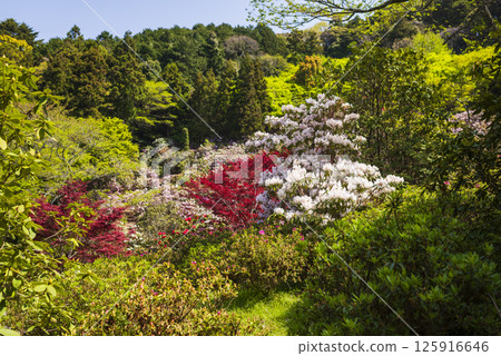 Spring scenery of Choanji Temple with rhododendrons in bloom 125916646