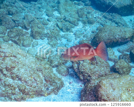 A large striped bass. A rare southern grouper in Izu. Hirizohama Nakagi Minamiizu Town Izu Peninsula Shizuoka Prefecture 2024 125916660