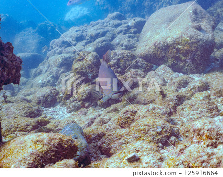 一條大條紋鯛魚。伊豆地區罕見的南石斑魚。 Hirizohama Nakagi 南伊豆鎮 伊豆半島 靜岡縣 2024 一條大條紋鯛魚。伊豆地區罕見的南石斑魚。 Hirizohama Nakagi 南伊豆鎮 伊豆半島 靜岡縣 2024 125916664