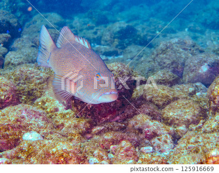 A large striped bass. A rare southern grouper in Izu. Hirizohama Nakagi Minamiizu Town Izu Peninsula Shizuoka Prefecture 2024 125916669