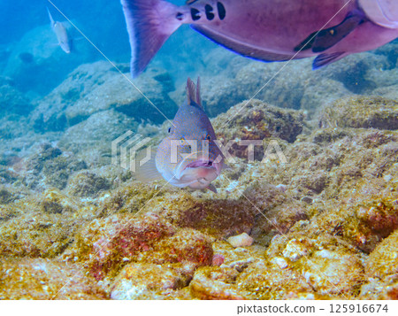 一條大條紋鯛魚。伊豆地區罕見的南石斑魚。 Hirizohama Nakagi 南伊豆鎮 伊豆半島 靜岡縣 2024 125916674