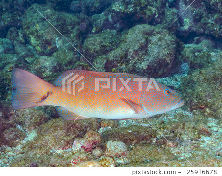 A large striped bass. A rare southern grouper in Izu. Hirizohama Nakagi Minamiizu Town Izu Peninsula Shizuoka Prefecture 2024 125916678