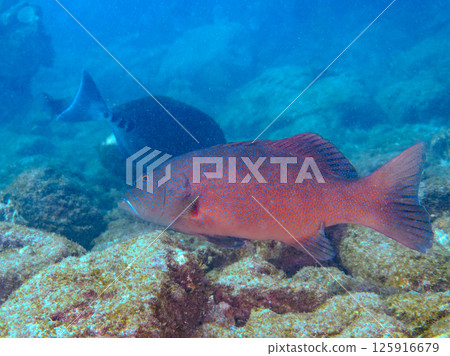 A large striped bass. A rare southern grouper in Izu. Hirizohama Nakagi Minamiizu Town Izu Peninsula Shizuoka Prefecture 2024 125916679