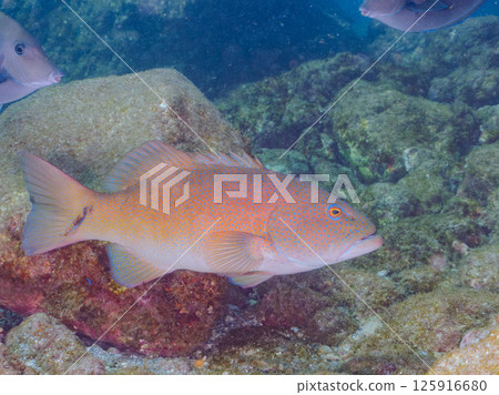 A large striped bass. A rare southern grouper in Izu. Hirizohama Nakagi Minamiizu Town Izu Peninsula Shizuoka Prefecture 2024 125916680