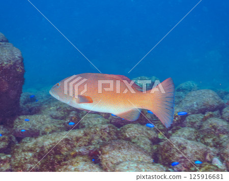 一條大條紋鯛魚。伊豆地區罕見的南石斑魚。 Hirizohama Nakagi 南伊豆鎮 伊豆半島 靜岡縣 2024 125916681
