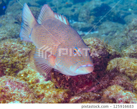 A large striped bass. A rare southern grouper in Izu. Hirizohama Nakagi Minamiizu Town Izu Peninsula Shizuoka Prefecture 2024 125916683