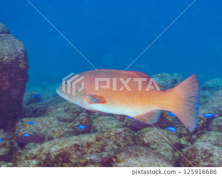 A large striped bass. A rare southern grouper in Izu. Hirizohama Nakagi Minamiizu Town Izu Peninsula Shizuoka Prefecture 2024 125916686