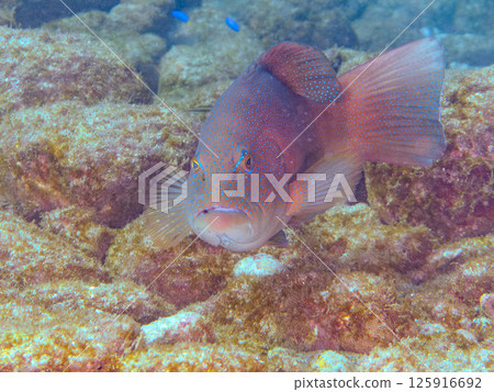 A large striped bass. A rare southern grouper in Izu. Hirizohama Nakagi Minamiizu Town Izu Peninsula Shizuoka Prefecture 2024 125916692